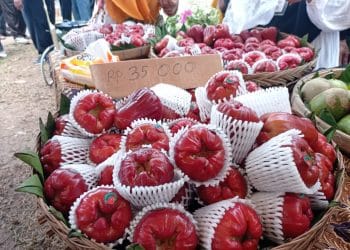 Ilustrasi jambu air citra