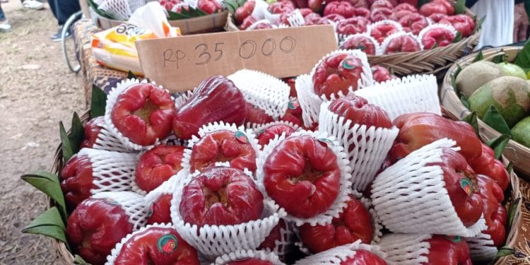 Ilustrasi jambu air citra