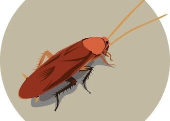 Ilustrasi kecoa/Freepik