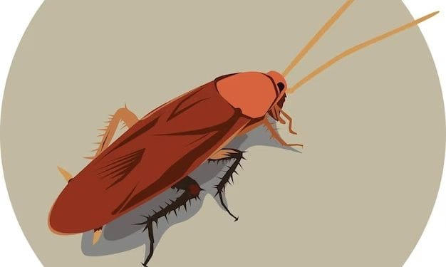 Ilustrasi kecoa/Freepik