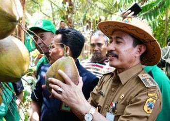 Kelapa kopyor khas Pati