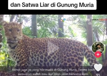 Macan Tutul di gunung muria terekam kamera pengintai yang dipasang oleh tim pelestari.