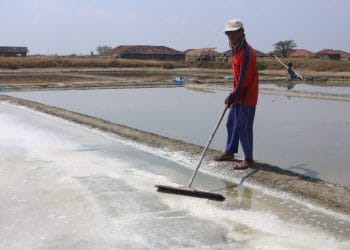 Salah seorang petani garam sedang melakukan panen garam