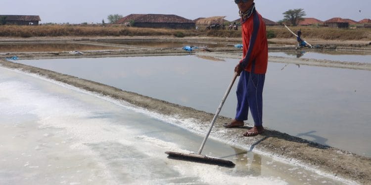 Salah seorang petani garam sedang melakukan panen garam