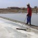 Salah seorang petani garam sedang melakukan panen garam