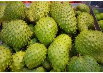 Iustrasi buah sirsak yang memiiki manfaat kesehatan.