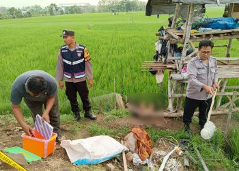 Polisi mengevakuasi korban meninggal dunia akibat tersengat jebakan tikus yang dialiri listrik di lahan sawah di Dukuh Lumpur Desa Bumirejo, Pati.