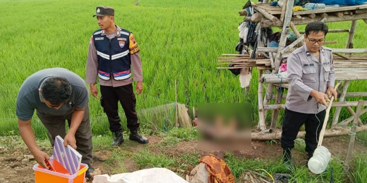 Polisi mengevakuasi korban meninggal dunia akibat tersengat jebakan tikus yang dialiri listrik di lahan sawah di Dukuh Lumpur Desa Bumirejo, Pati.
