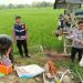 Polisi mengevakuasi korban meninggal dunia akibat tersengat jebakan tikus yang dialiri listrik di lahan sawah di Dukuh Lumpur Desa Bumirejo, Pati.