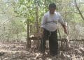 Salah seorang pegiat lingkungan pesisir di Tayu Pati sedang menanam mangrove.