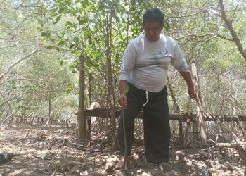 Salah seorang pegiat lingkungan pesisir di Tayu Pati sedang menanam mangrove.