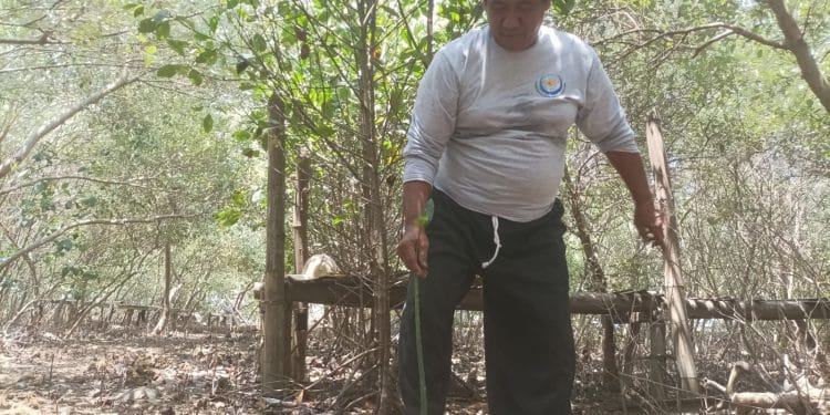 Salah seorang pegiat lingkungan pesisir di Tayu Pati sedang menanam mangrove.
