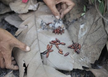 Entung dari pohon jati menjadi buruan warga Tlogowungu Pati yang berada di pinggir hutan.