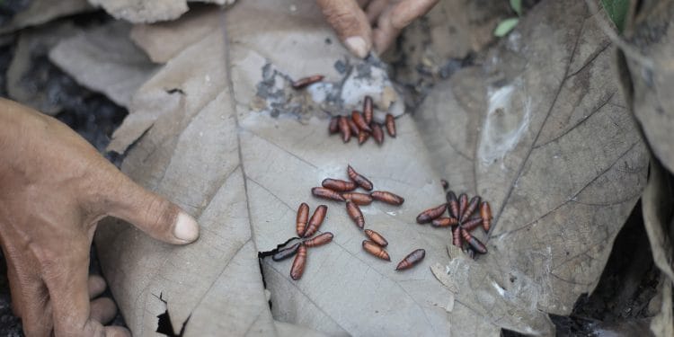 Entung dari pohon jati menjadi buruan warga Tlogowungu Pati yang berada di pinggir hutan.