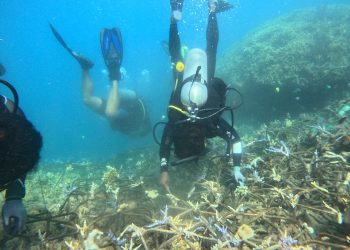 Terumbu karang di Karimunjawa rusak akibat kapal kandas.