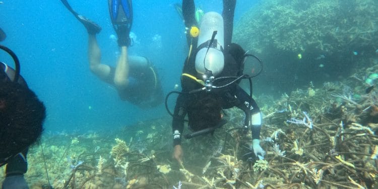 Terumbu karang di Karimunjawa rusak akibat kapal kandas.