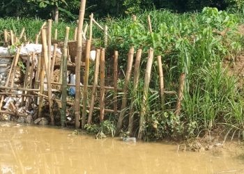 Kondisi tanggul Sungai Godo Tambakromo Pati yang kritis.