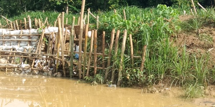 Kondisi tanggul Sungai Godo Tambakromo Pati yang kritis.