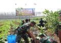 Kegiatan penanaman pohon yang dilakukan oleh jajaran Kodim Pati di area hutan Regaloh Tlogowungu Pati.
