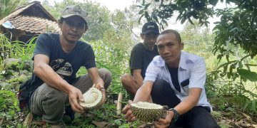 Durian tumbu dari Rembang yang legit dan lezat.