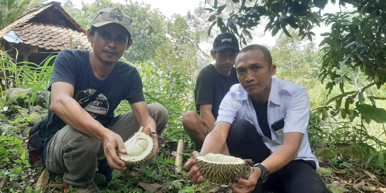 Durian tumbu dari Rembang yang legit dan lezat.