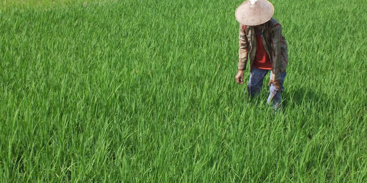 Banyak Masalah Pertanian, DPRD Pati Minta Penyuluh di Tiap Kecamatan Harus Maksimal
