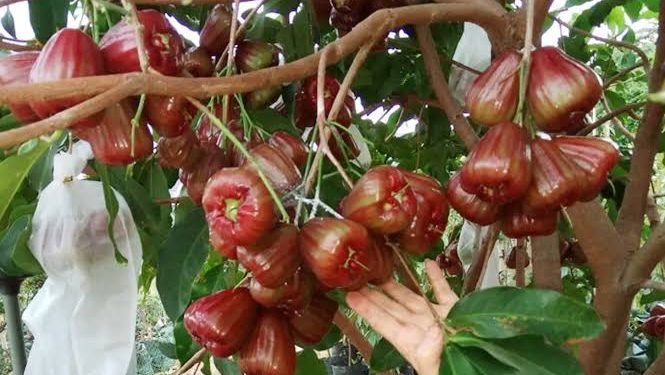 DPRD Pati Dorong Generasi Muda Kembangkan Sektor Pertanian Buah