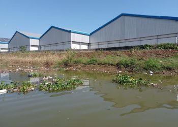 Pemanfaatan Enceng Gondok Sebagai Pupuk: Solusi Masalah Lingkungan Sungai Juwana