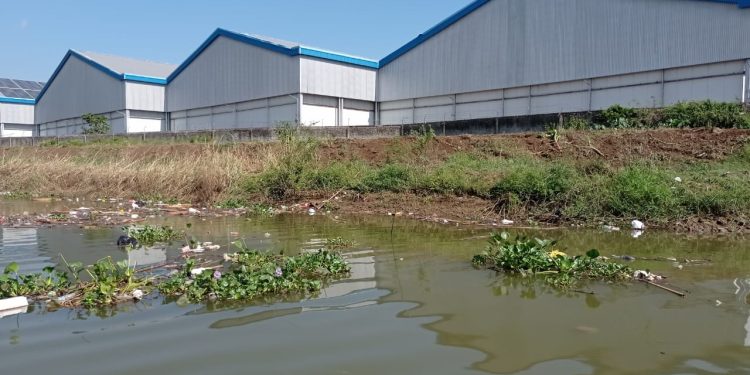 Pemanfaatan Enceng Gondok Sebagai Pupuk: Solusi Masalah Lingkungan Sungai Juwana