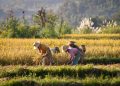 Ilustrasi petani sedang memanen padinya di sawah. (JAYA HARTA I MADE/PINTEREST)