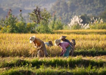 Ilustrasi petani sedang memanen padinya di sawah. (JAYA HARTA I MADE/PINTEREST)