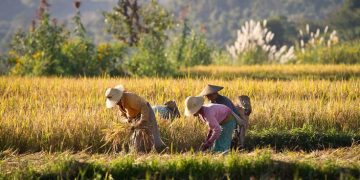 Ilustrasi petani sedang memanen padinya di sawah. (JAYA HARTA I MADE/PINTEREST)