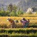 Ilustrasi petani sedang memanen padinya di sawah. (JAYA HARTA I MADE/PINTEREST)