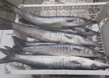 Ilustrasi ikan laut yang bernilai gizi tinggi.