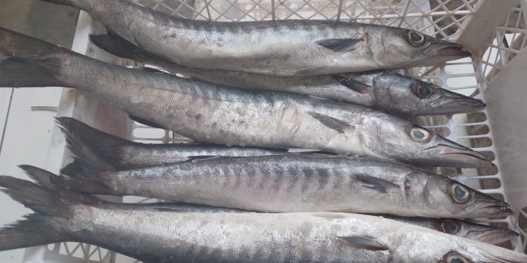 Ilustrasi ikan laut yang bernilai gizi tinggi.