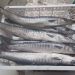 Ilustrasi ikan laut yang bernilai gizi tinggi.