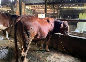Nampak seekor sapi sedang berada di dalam kandang. (ISTIMEWA)
