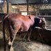 Nampak seekor sapi sedang berada di dalam kandang. (ISTIMEWA)