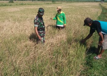 Petani di Pati memeriksa kondisi tanaman padinya yang terlihat kurang baik.