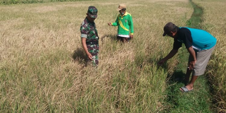 Petani di Pati memeriksa kondisi tanaman padinya yang terlihat kurang baik.
