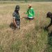 Petani di Pati memeriksa kondisi tanaman padinya yang terlihat kurang baik.