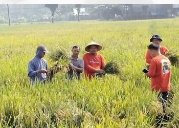 Warga Pati saat melakuka panen padi belum lama ini.