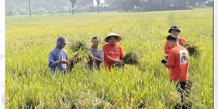 Warga Pati saat melakuka panen padi belum lama ini.