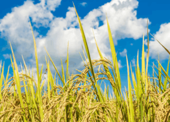 Ilustrasi pertanian padi.