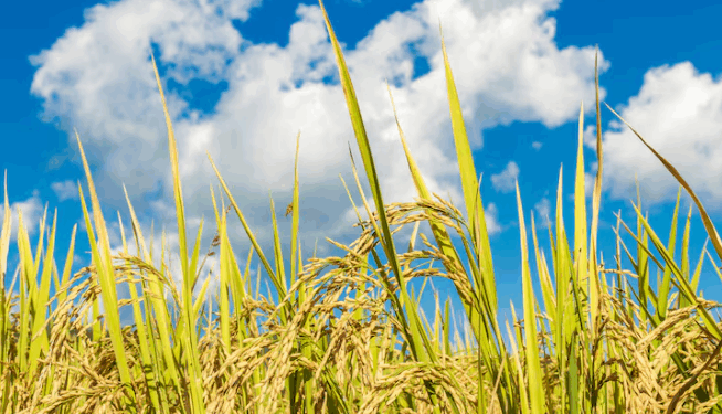 Ilustrasi pertanian padi.