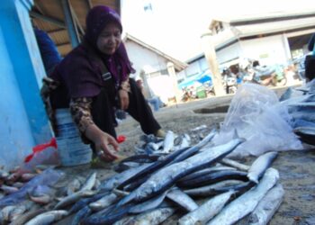Salah seorang pedangan ikan di TPI Juwana sedang memilah ikan.
