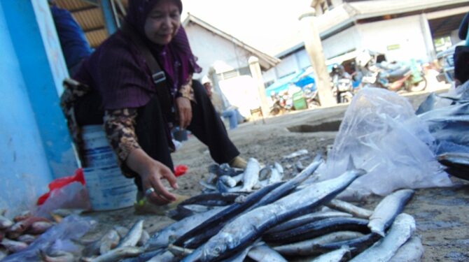 Salah seorang pedangan ikan di TPI Juwana sedang memilah ikan.