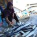 Salah seorang pedangan ikan di TPI Juwana sedang memilah ikan.