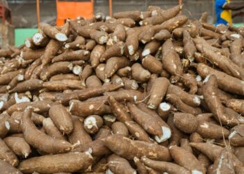 Ilustrasi panen singkong.