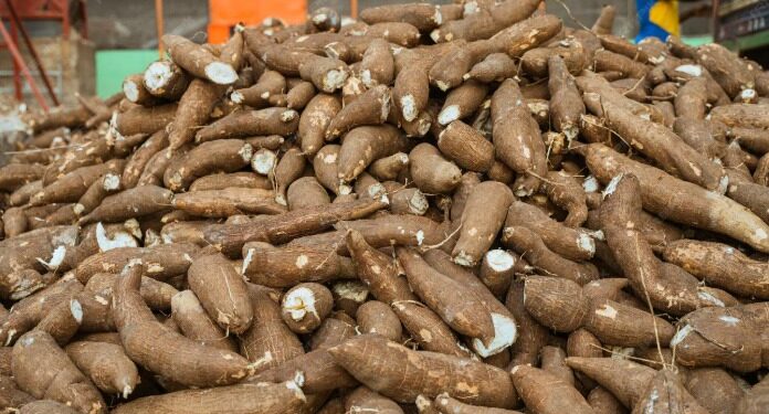 Ilustrasi panen singkong.